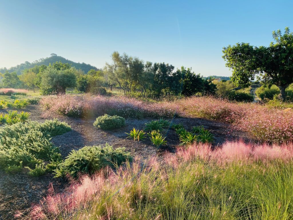 Naturalistische Bepflanzung mit Ziergräsern in einem mallorquinischen Fincagarten