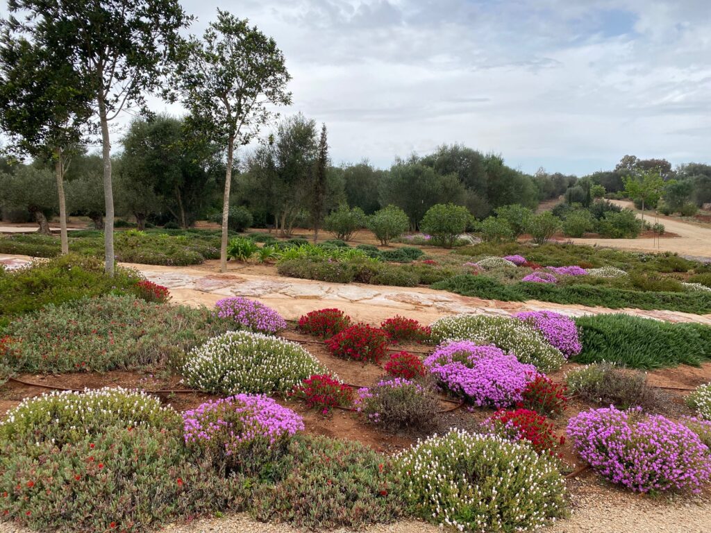 Trockenheitsverträglicher Garten in Santanyí mit blühenden Bodendeckern und Olivenbäumen