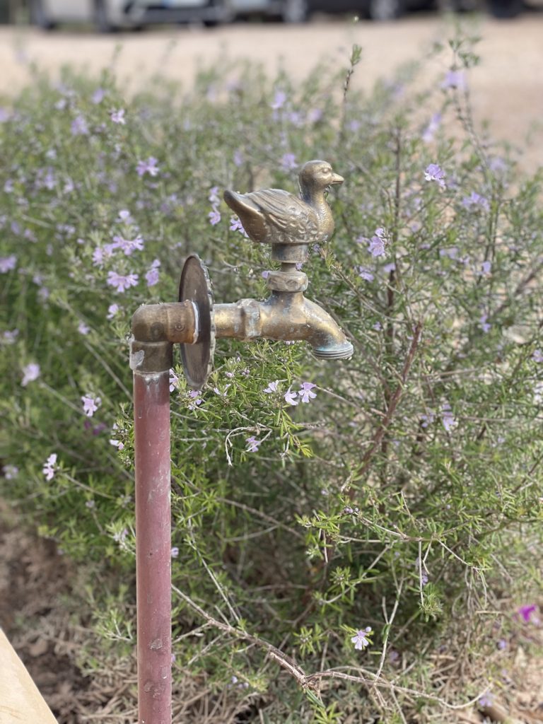 Grifo de jardín de latón ante romero en flor en un jardín mediterráneo de Mallorca