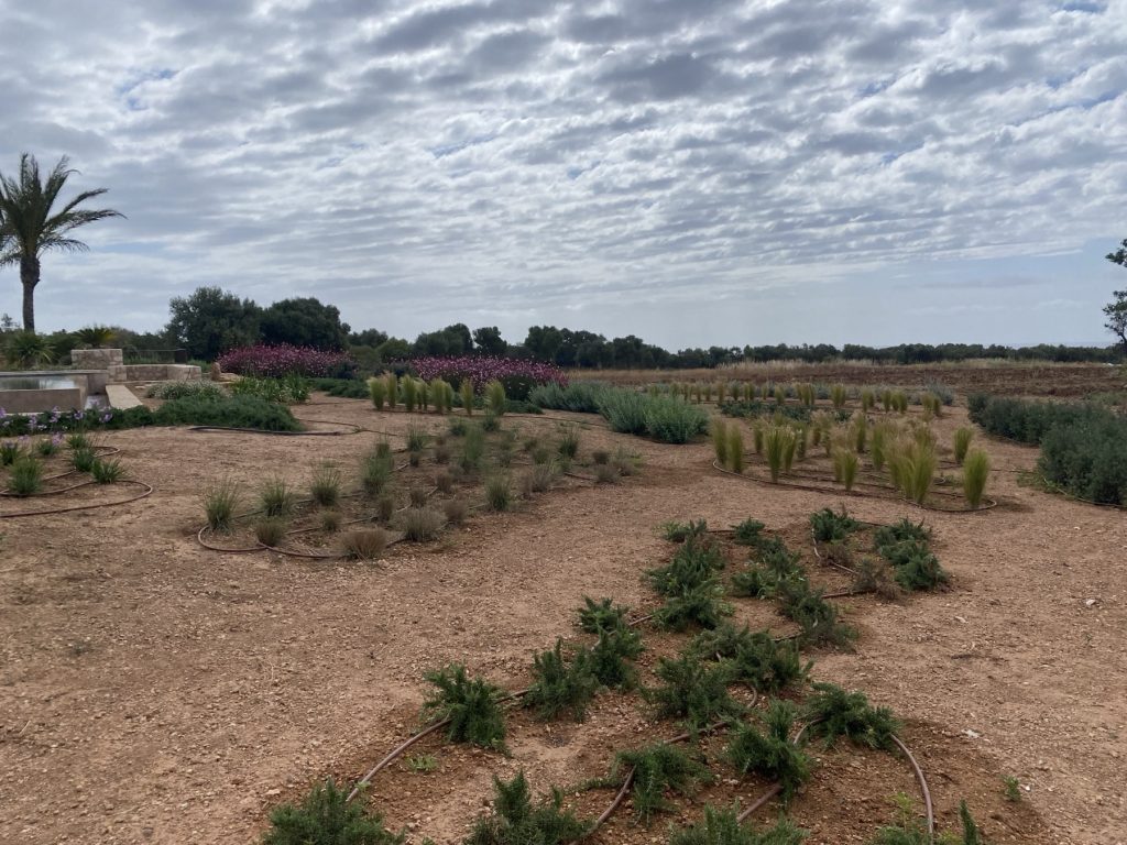 Frisch bepflanzter Garten auf Mallorca mit sichtbaren Tropfschläuchen entlang der Pflanzgruppen