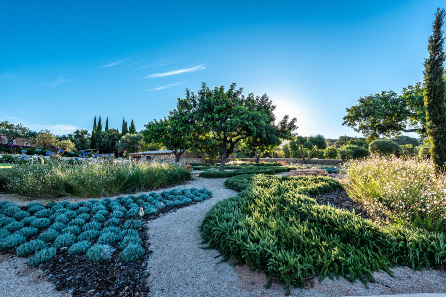 Drought-tolerant garden in Mallorca with ornamental grasses, cypresses and gravel in the evening light