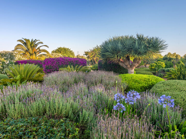 Trockenheitsverträglicher Garten auf Mallorca mit blühenden Bodendeckern und Olivenbäumen